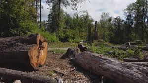 Trusted Travis Ranch, TX Tree Removal Experts