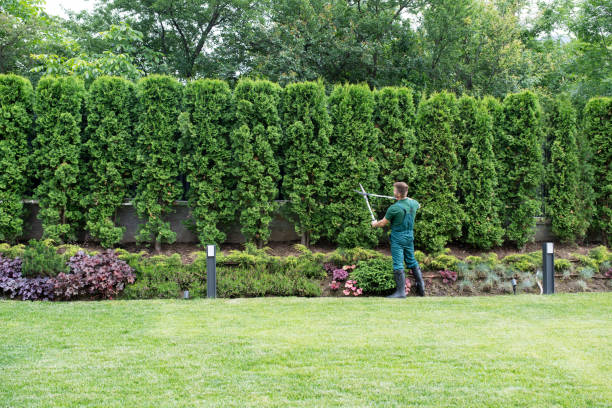 Best Stump Grinding and Removal  in Travis Ranch, TX
