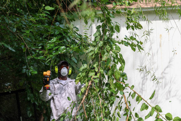 Lawn Pest Prevention in Travis Ranch, TX